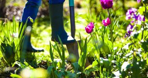 Wiosna w ogrodzie - czyli jak przygotować ogród na wiosnę